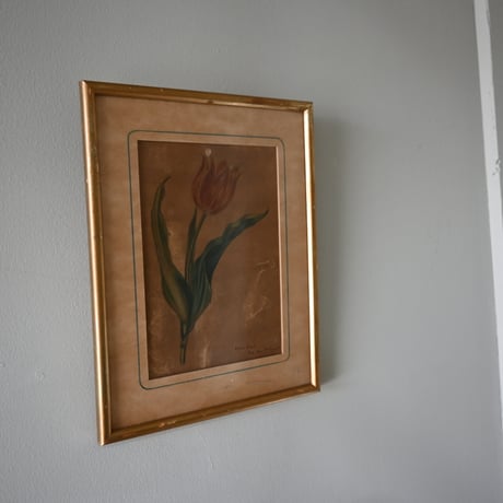 France Old Tulip Painting / フランス 古いチューリップの絵