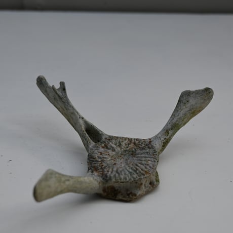 France Old Dolphin Bone Objet  / フランス 古いイルカの骨のオブジェ F