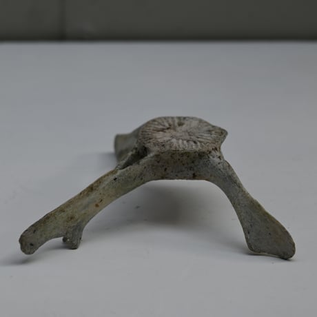 France Old Dolphin Bone Objet  / フランス 古いイルカの骨のオブジェ F