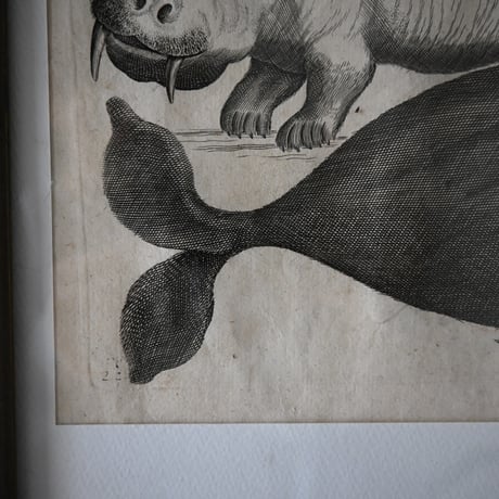 France Baleine Print / フランス クジラとセイウチの銅版画