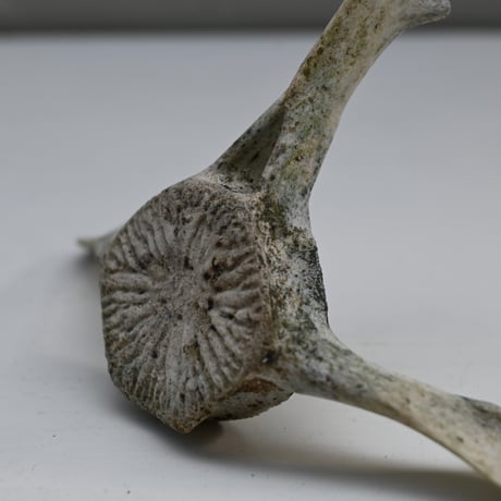 France Old Dolphin Bone Objet  / フランス 古いイルカの骨のオブジェ F
