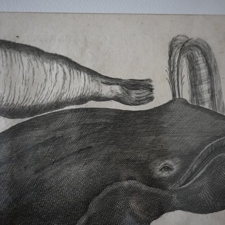 France Baleine Print / フランス クジラとセイウチの銅版画