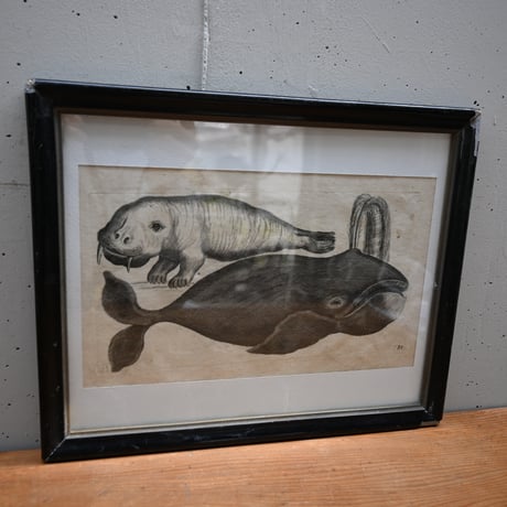 France Baleine Print / フランス クジラとセイウチの銅版画