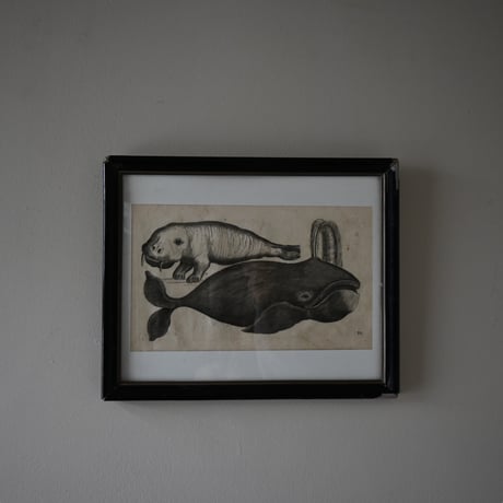 France Baleine Print / フランス クジラとセイウチの銅版画