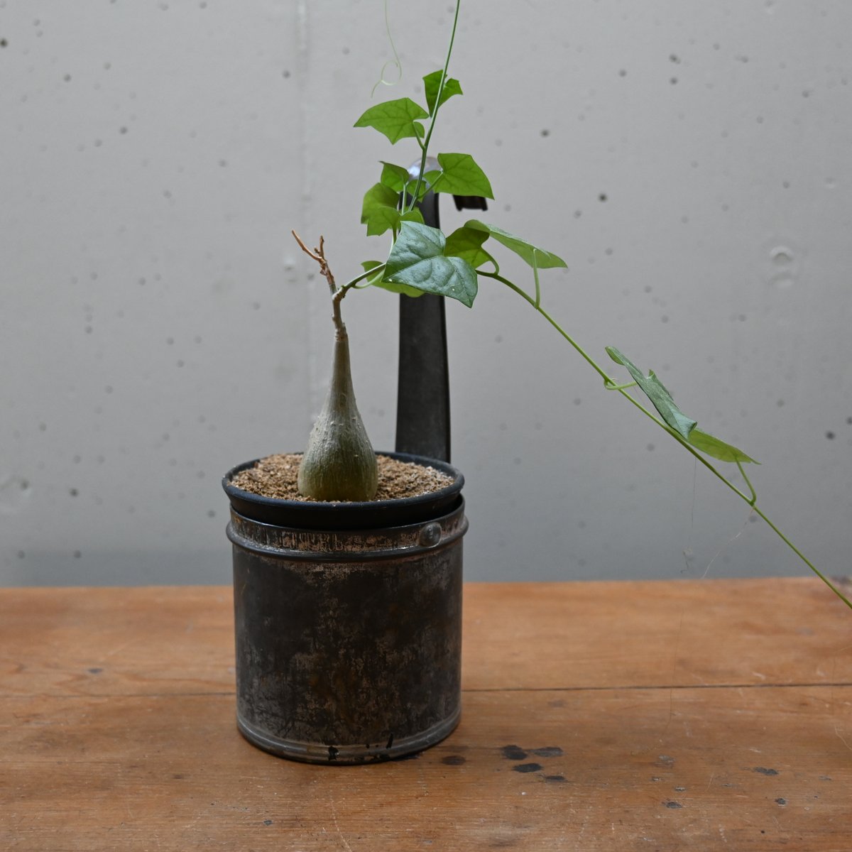 フランスアンティーク 木製 メジャーカップ ２個 計量ポット 古道具 蚤の市 フランスアンティーク 木製 メジャーカップ 2個 計量ポット