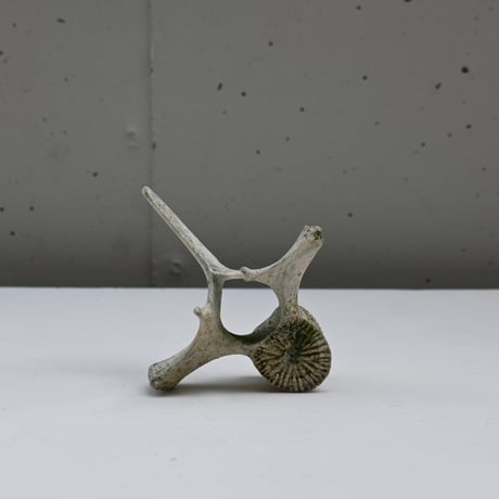 France Old Dolphin Bone Objet  / フランス 古いイルカの骨のオブジェ D