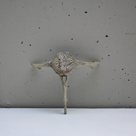 France Old Dolphin Bone Objet  / フランス 古いイルカの骨のオブジェ F