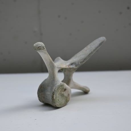 France Old Dolphin Bone Objet  / フランス 古いイルカの骨のオブジェ C