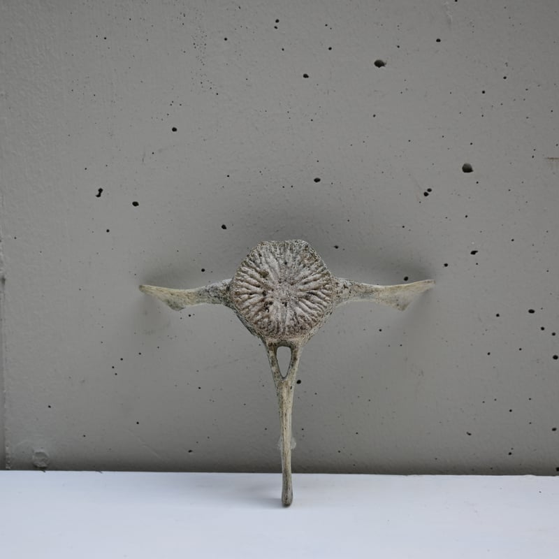 France Old Dolphin Bone Objet / フランス 古いイルカの骨のオ