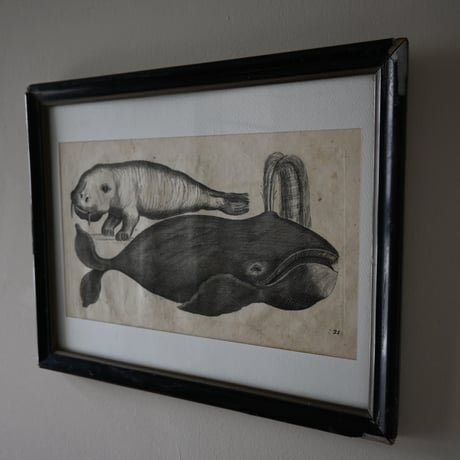 France Baleine Print / フランス クジラとセイウチの銅版画