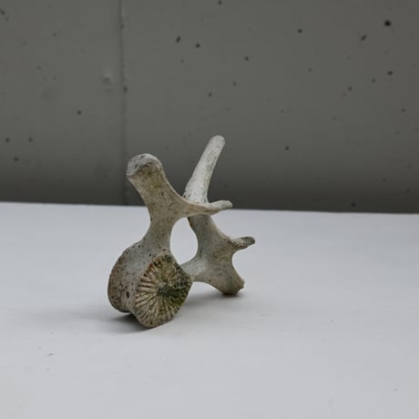 France Old Dolphin Bone Objet  / フランス 古いイルカの骨のオブジェ D