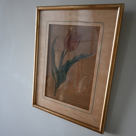 France Old Tulip Painting / フランス 古いチューリップの絵
