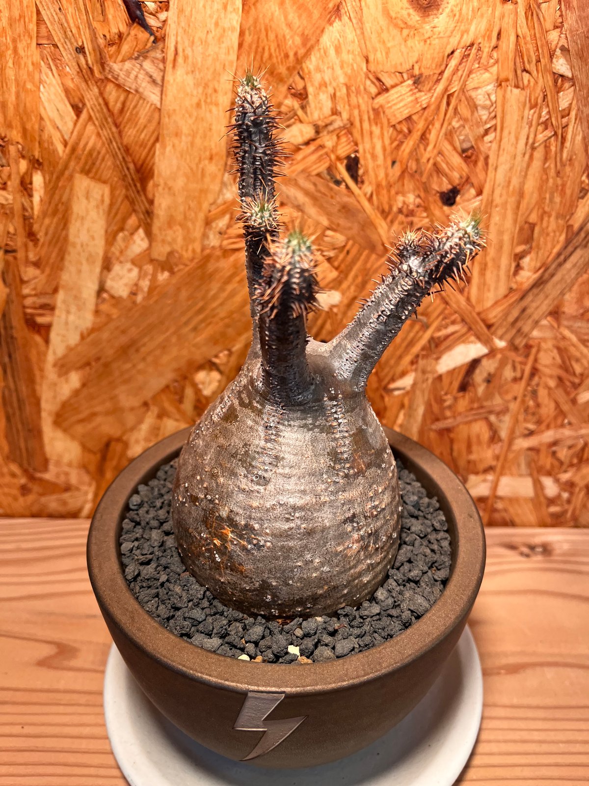 パキポディウム グラキリス （鉢代込み） | 秘密の花屋