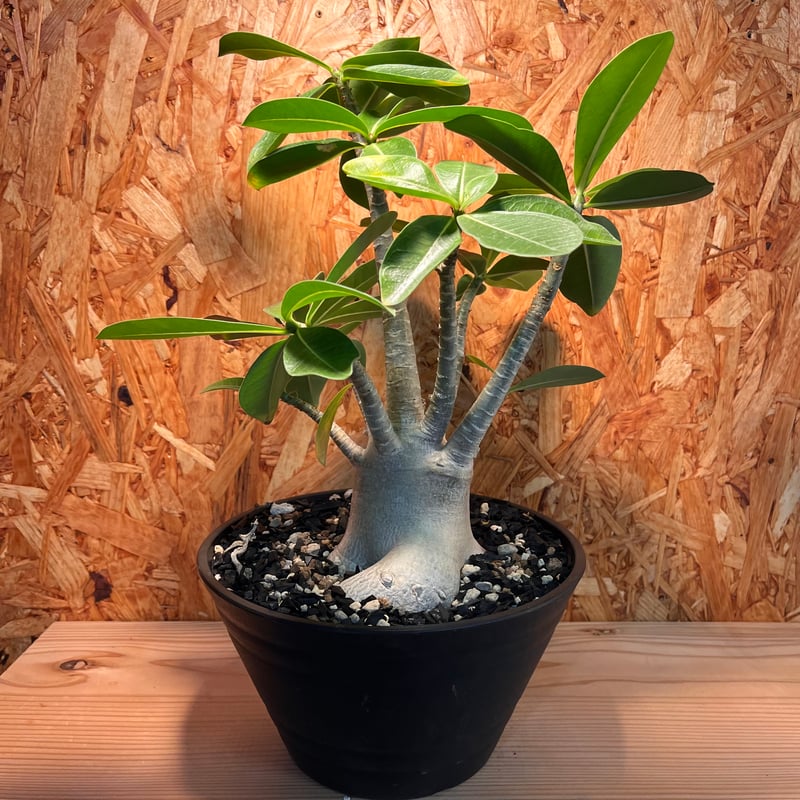 アデニウム・アラビカム | 秘密の花屋