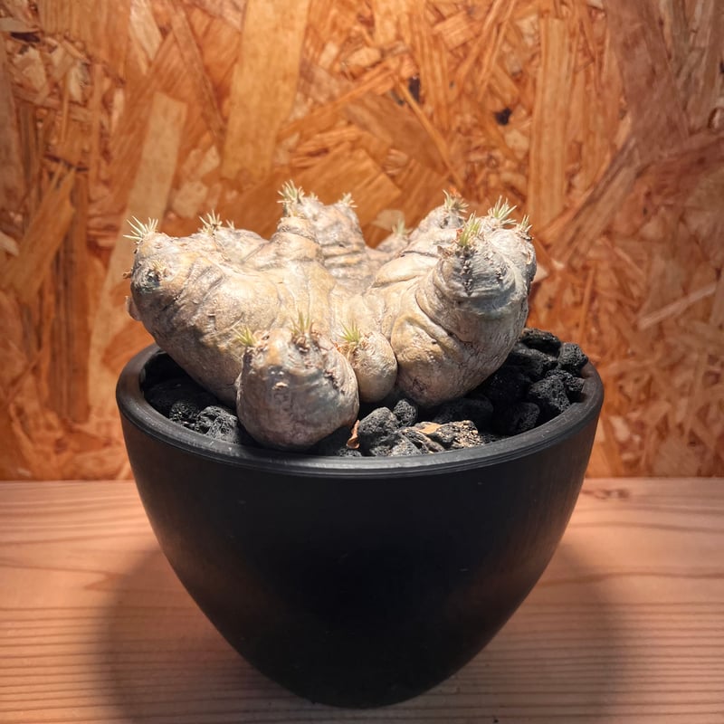 パキポディウム・ブレビカウレ（恵比寿笑い） | 秘密の花屋
