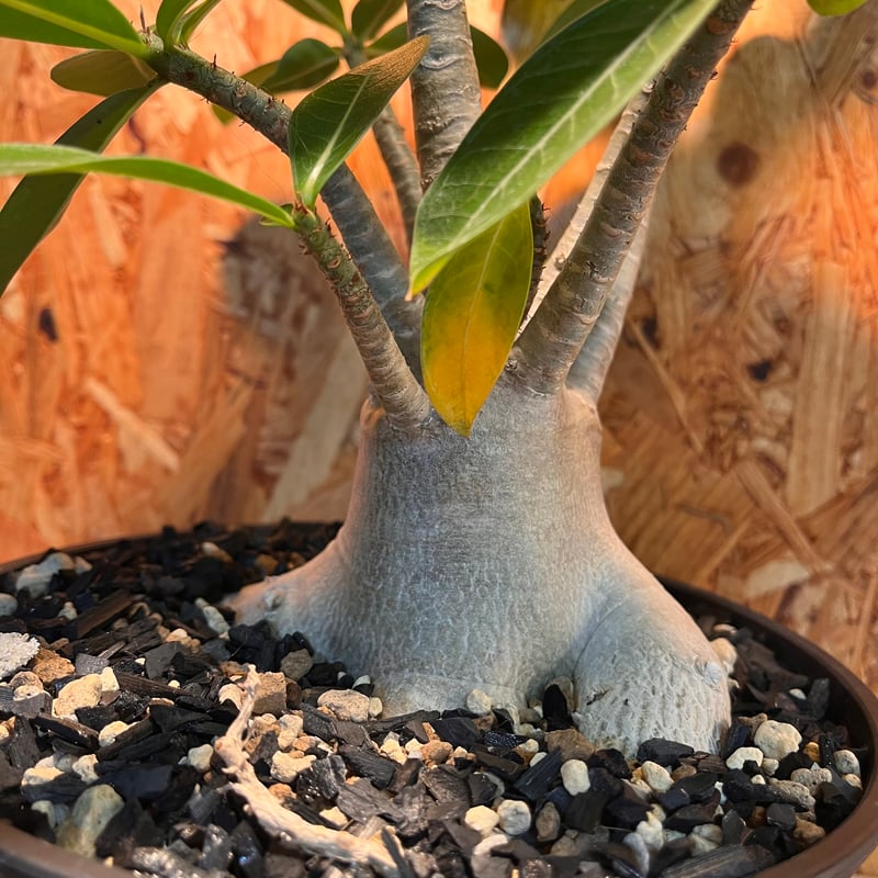 アデニウム・アラビカム | 秘密の花屋