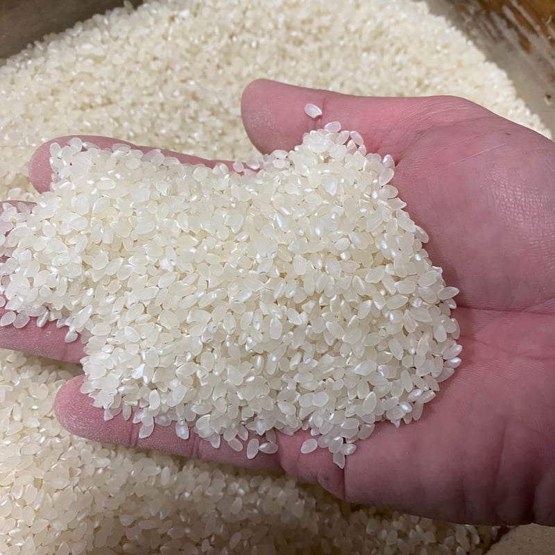 令和8年産新米！新潟県産コシヒカリ「太陽サンサン米」 玄米30kg