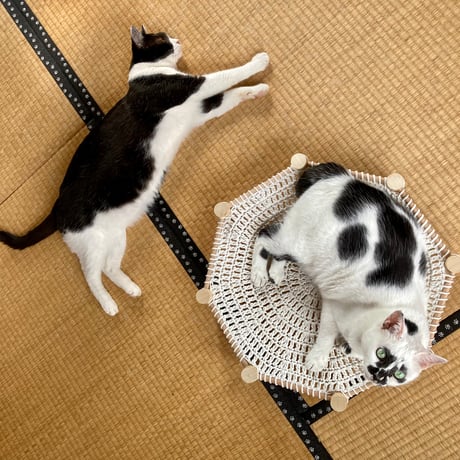【完売】Little 4cats_w製  にゃんころりん ピンク ※他商品との同梱不可