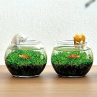 じゃれ猫水草鉢 白/ハチワレ