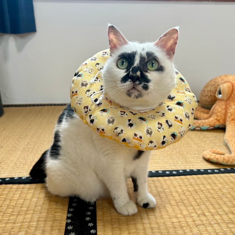 猫玉園 エリザベスカラー 黄色Mサイズ | 泥猫倶楽部