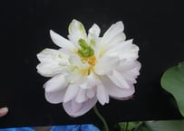 若狭又五郎・苗(肥料付き)