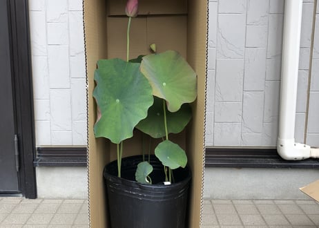 黄陽・蓮鉢(花芽付き)