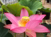 二本柳・苗(肥料付き)