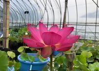 西安紅蓮・蓮鉢(花芽付き)