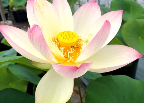 黄陽・蓮鉢(花芽付き)