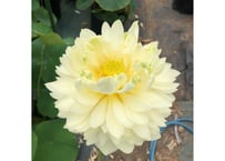 友誼牡丹蓮・苗(肥料付き)