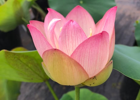 黄陽・蓮鉢(花芽付き)