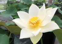 白光蓮・苗(肥料付き)