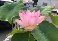 娃娃蓮・蓮鉢(花芽付き)