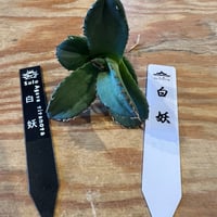 Shunsukeさん白妖