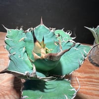Oaxaca実生・kettleplants さん専用