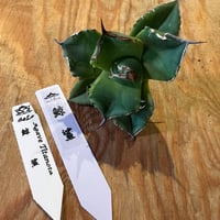 ジンベイザメ・atoさん専用