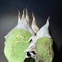 Hajimeさん専用・Oaxacaワイルド