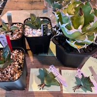 YANOさん専用