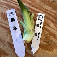 鰐亀・ootanikumさん専用
