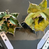 tunーplants様専用