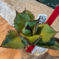 ﾗﾝｽﾛｯﾄ・Hajimeさん専用