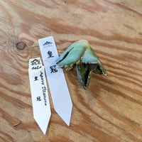 皇冠 517Plants専用