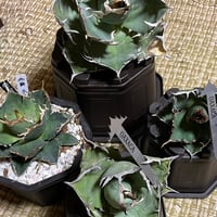 Oaxaca・獅子光・YANOさん専用
