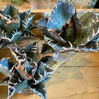 Oaxaca実生・daibutsusan専用