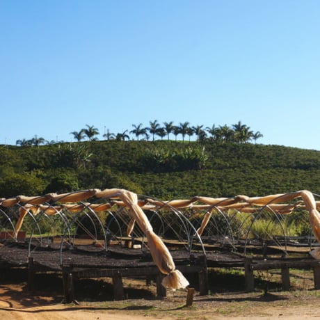 ブラジル／パッセイオ イエローブルボン〔ドリップバッグ〕12g×8袋