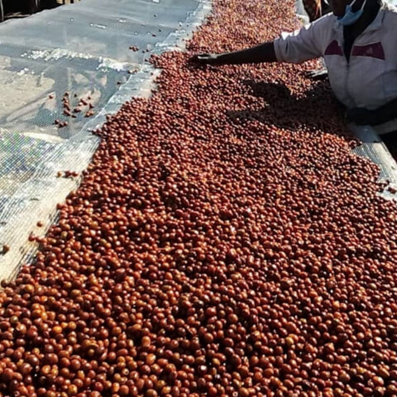 店頭受取り用】ルワンダ／シンビCWS アナエロビックナチュラル〔豆の