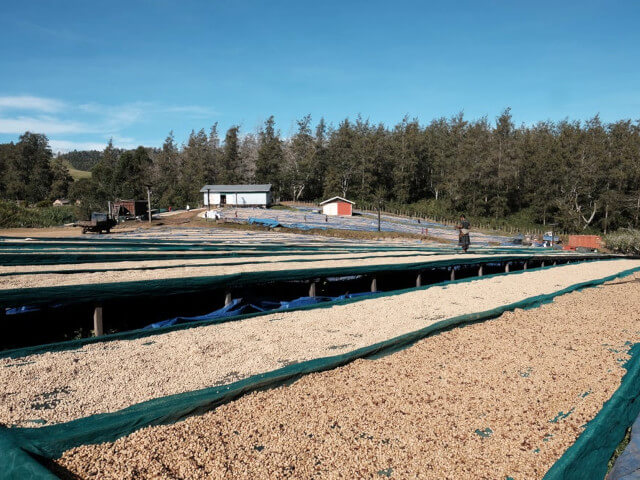 ☆店頭受取り専用】パプアニューギニア／ボカ農園〔豆のまま・粉にする