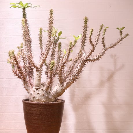 パキポディウムアンボンゲンセ実生白肌