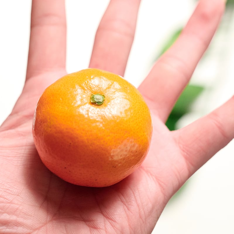 彩 -IRODORI- 【彩豊史上最高の甘さ】子どもの手のひらサイズ 5kg | 彩