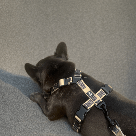 HARNESS & LEAD SET